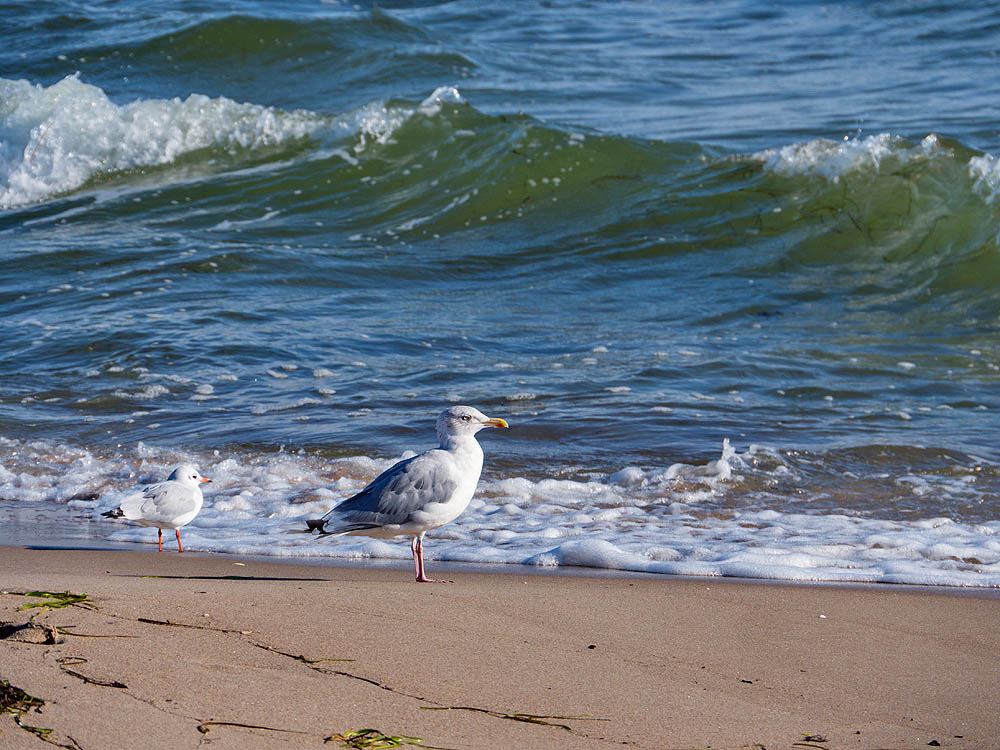zur &Uuml;bersicht M&ouml;wen 2