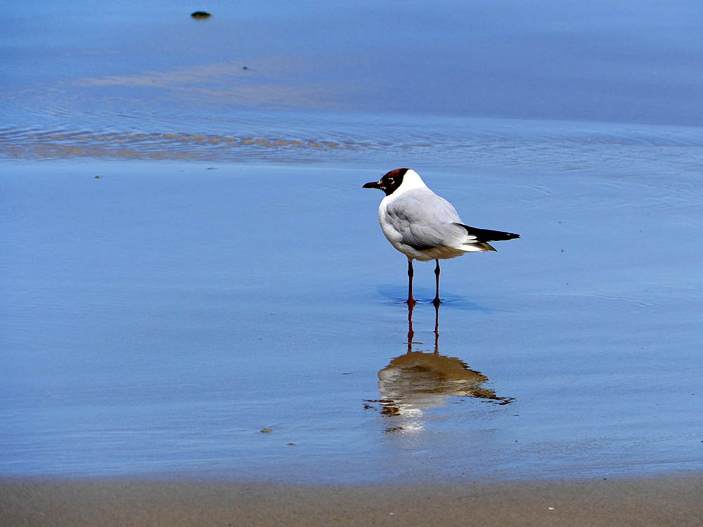 zur &Uuml;bersicht M&ouml;wen 2