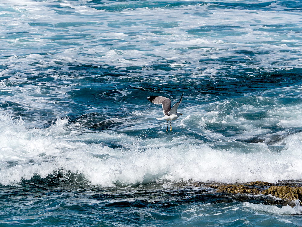 zur &Uuml;bersicht M&ouml;wen 2