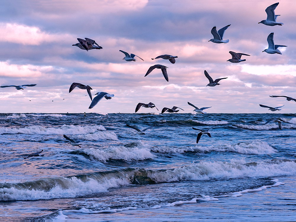 zur &Uuml;bersicht M&ouml;wen 2