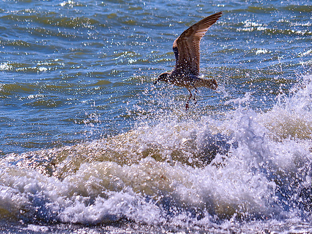 zur &Uuml;bersicht M&ouml;wen 2