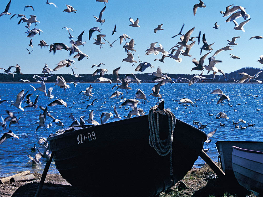 zur &Uuml;bersicht M&ouml;wen 2