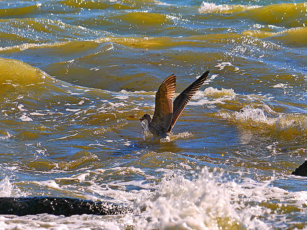 zur &Uuml;bersicht M&ouml;wen 2