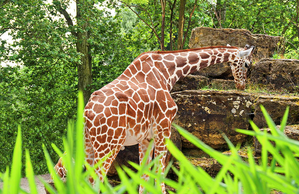 zur &Uuml;bersicht Tiere 3