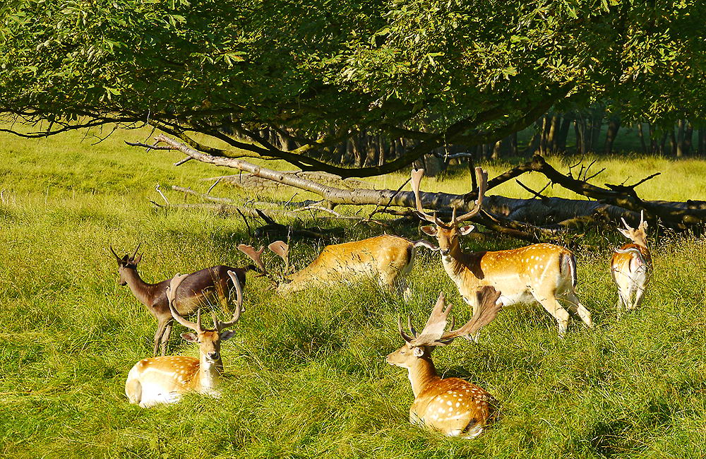 zur &Uuml;bersicht Tiere 3