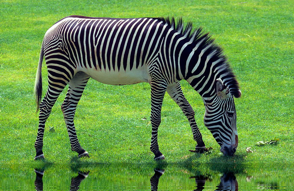 zur &Uuml;bersicht Tiere 3