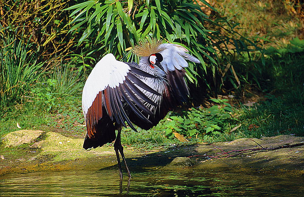 zur &Uuml;bersicht Tiere 4
