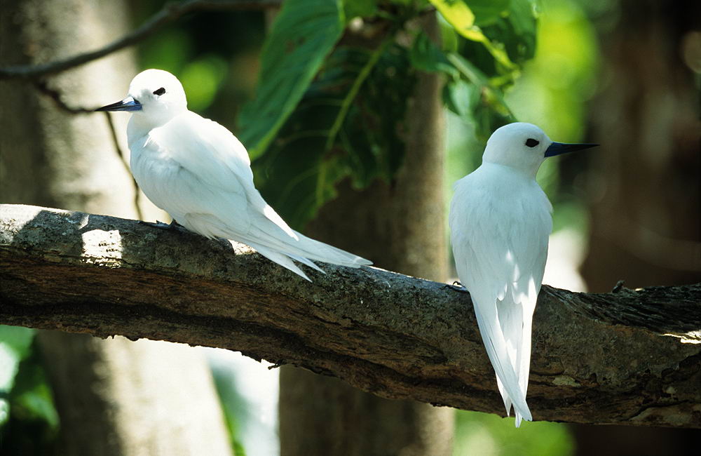 zur &Uuml;bersicht Tiere 4