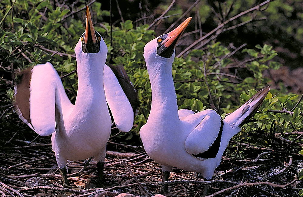 zur &Uuml;bersicht Tiere 4