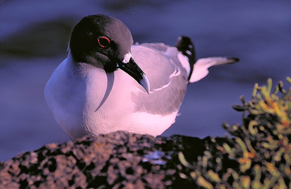 zur &Uuml;bersicht Tiere 4