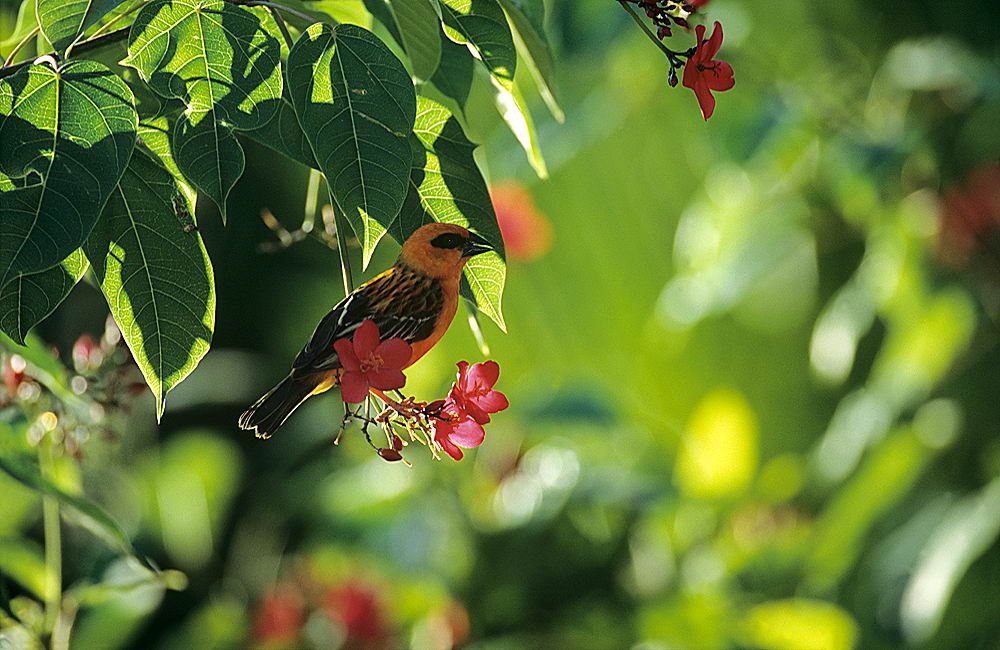 zur &Uuml;bersicht Tiere 4