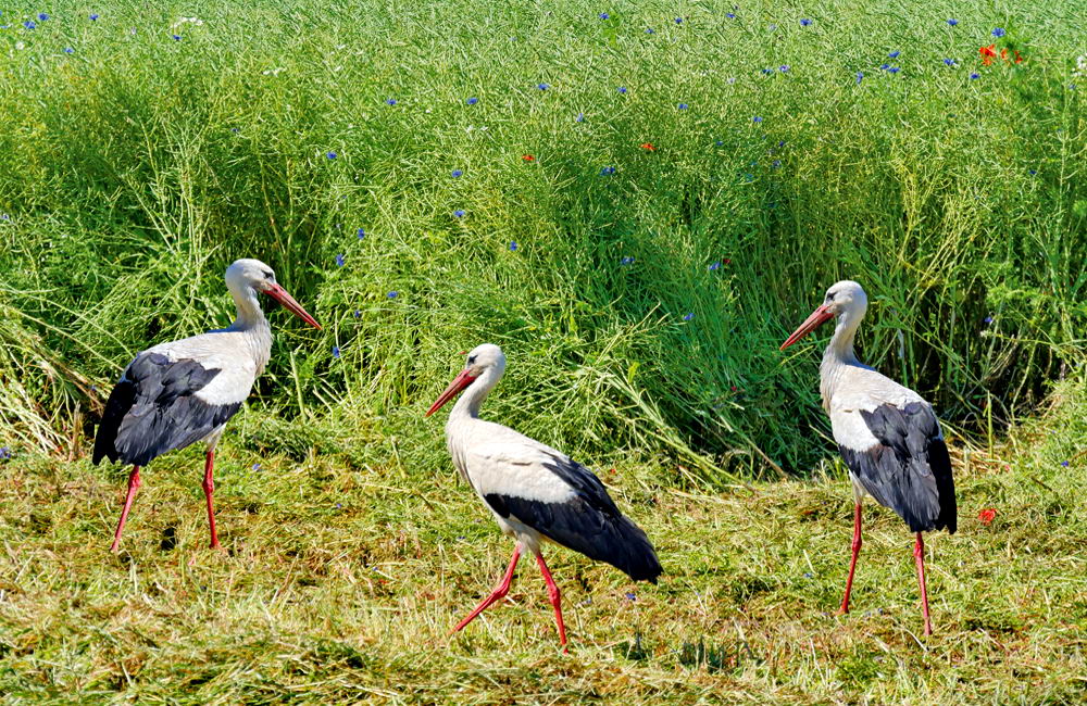 zur &Uuml;bersicht Tiere 4