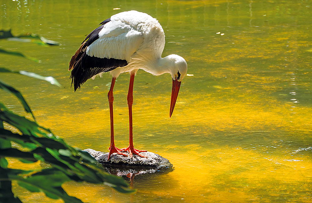 zur &Uuml;bersicht Tiere 5