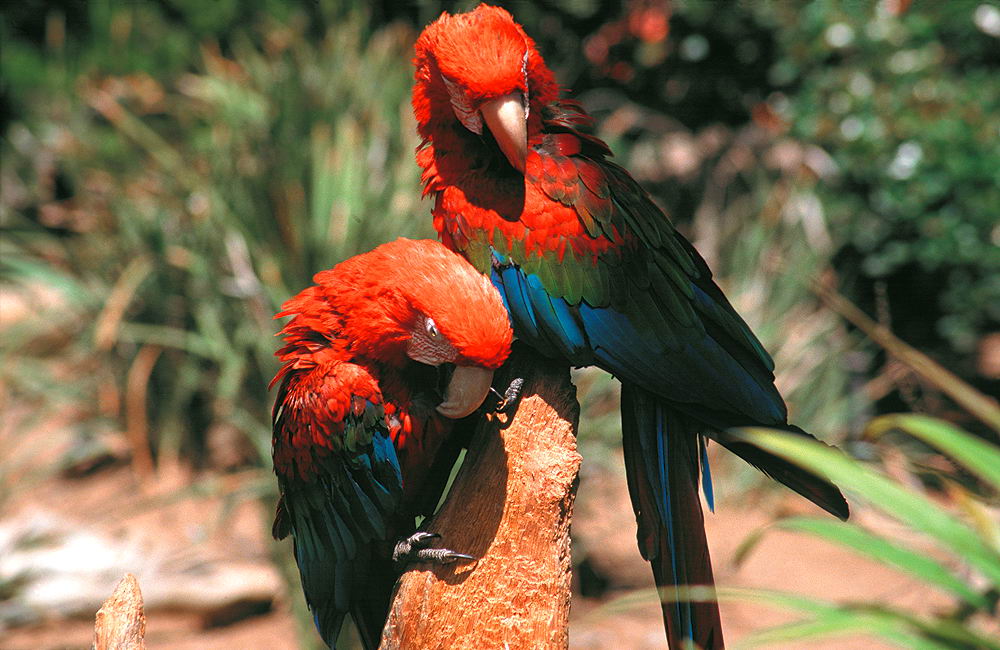 zur &Uuml;bersicht Tiere 5