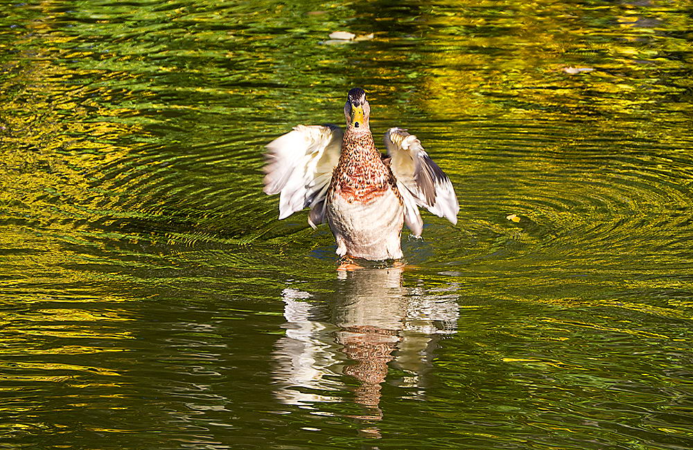 zur &Uuml;bersicht Tiere 5