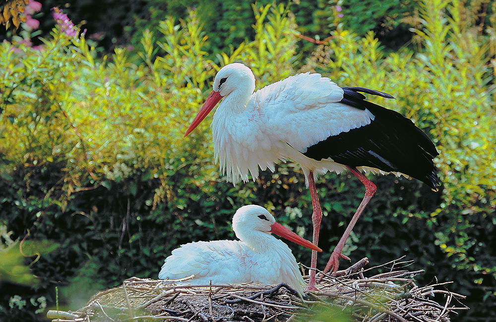 zur &Uuml;bersicht Tiere 5