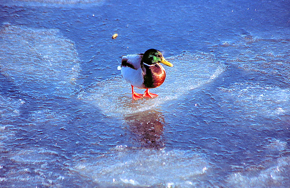 zur &Uuml;bersicht Tiere 6