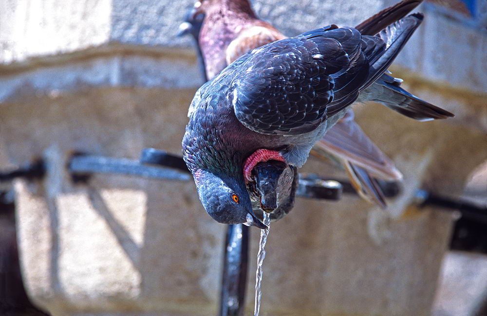 zur &Uuml;bersicht Tiere 6
