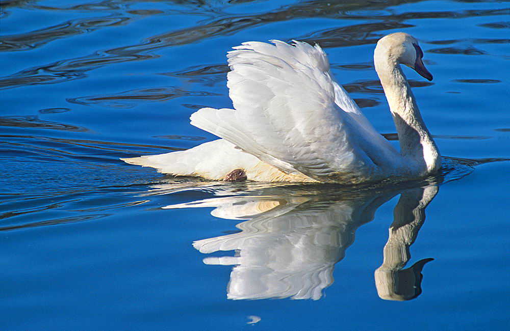 zur &Uuml;bersicht Tiere 6