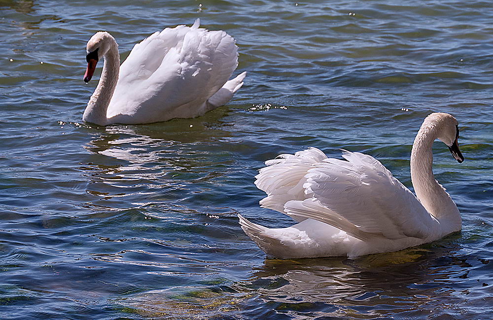 zur &Uuml;bersicht Tiere 6