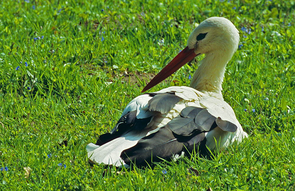 zur &Uuml;bersicht Tiere 6