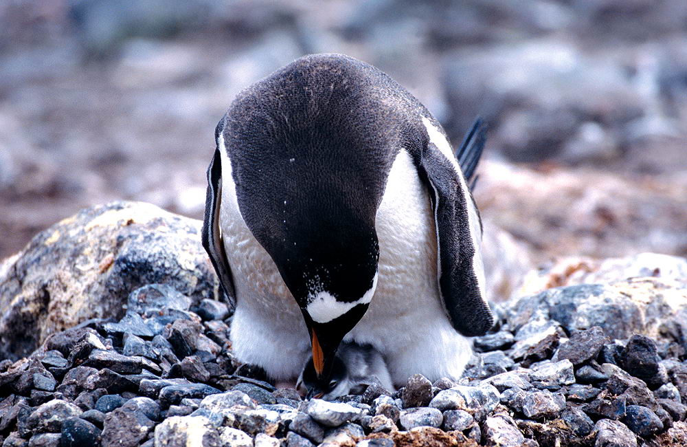 zur &Uuml;bersicht Tiere 7