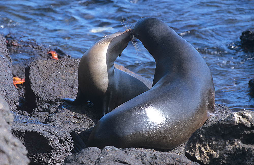 zur &Uuml;bersicht Tiere 7