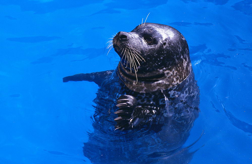 zur &Uuml;bersicht Tiere 7