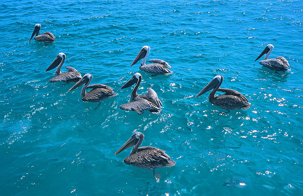 zur &Uuml;bersicht Tiere 7