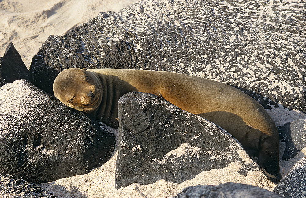 zur &Uuml;bersicht Tiere 7