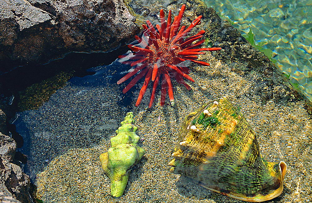 zur &Uuml;bersicht Tiere 8