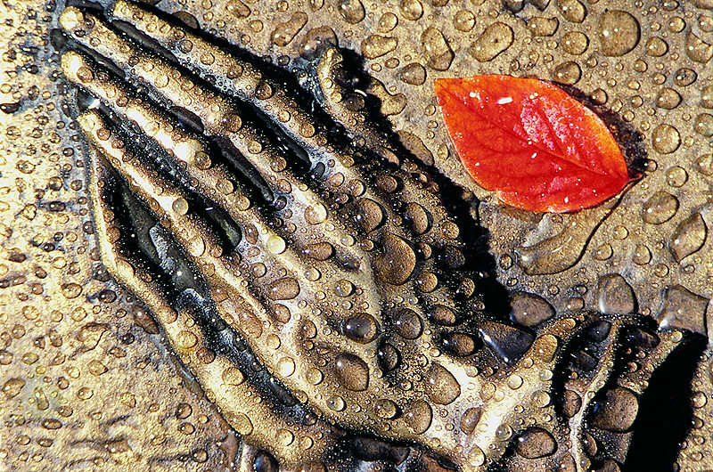 zur &Uuml;bersicht Trauer 4