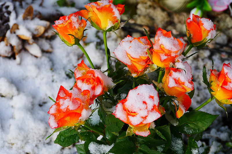 zur &Uuml;bersicht Trauer 5