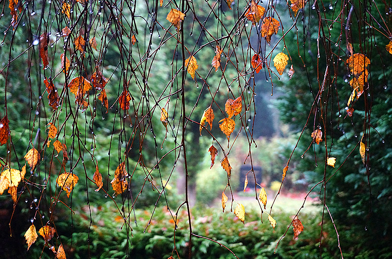 zur &Uuml;bersicht Trauer 6