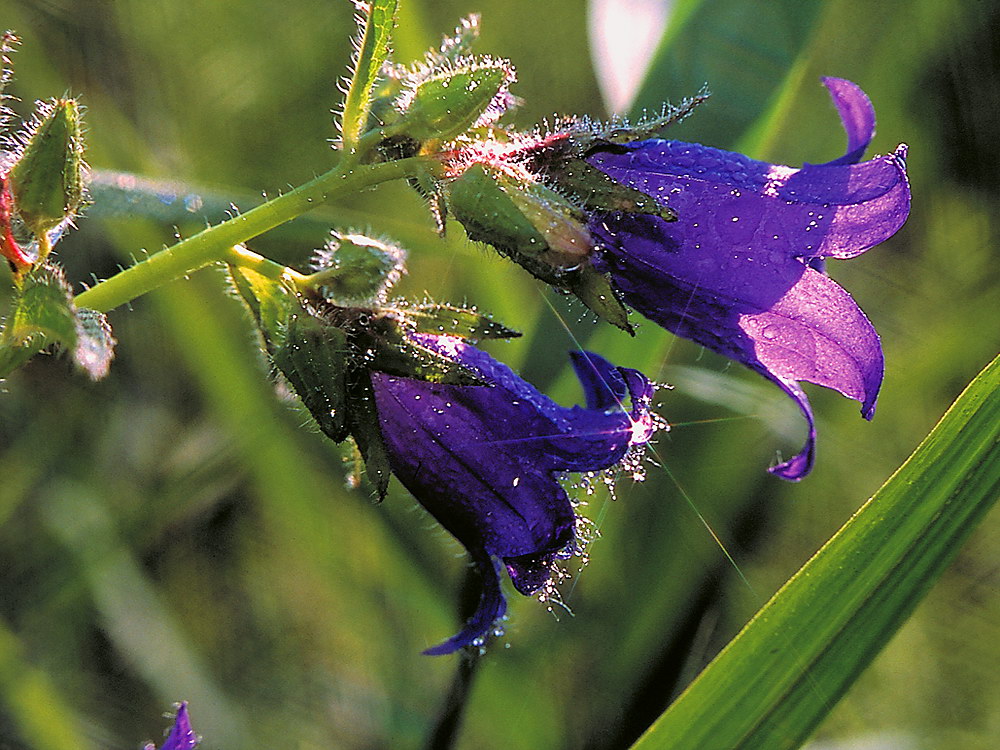 zur &Uuml;bersicht Wassertropfen 3