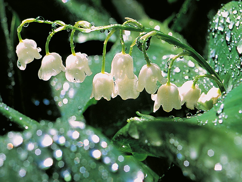 zur &Uuml;bersicht Wassertropfen 3