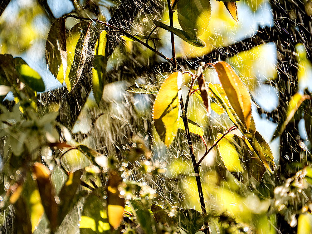 zur &Uuml;bersicht Wassertropfen 4