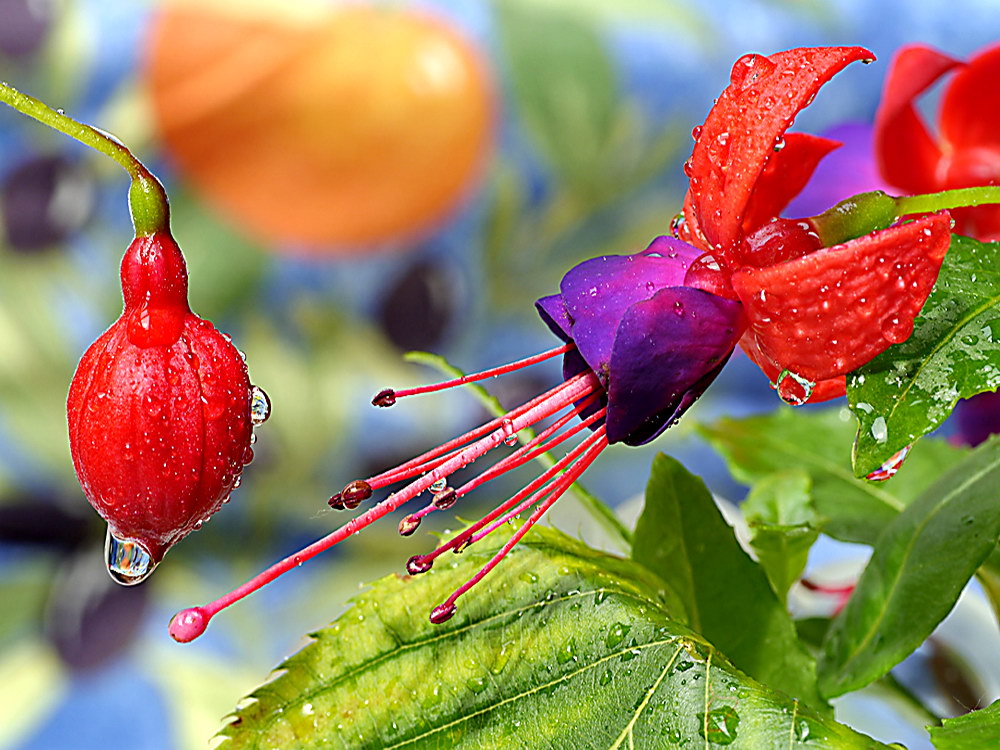 zur &Uuml;bersicht Wassertropfen 4