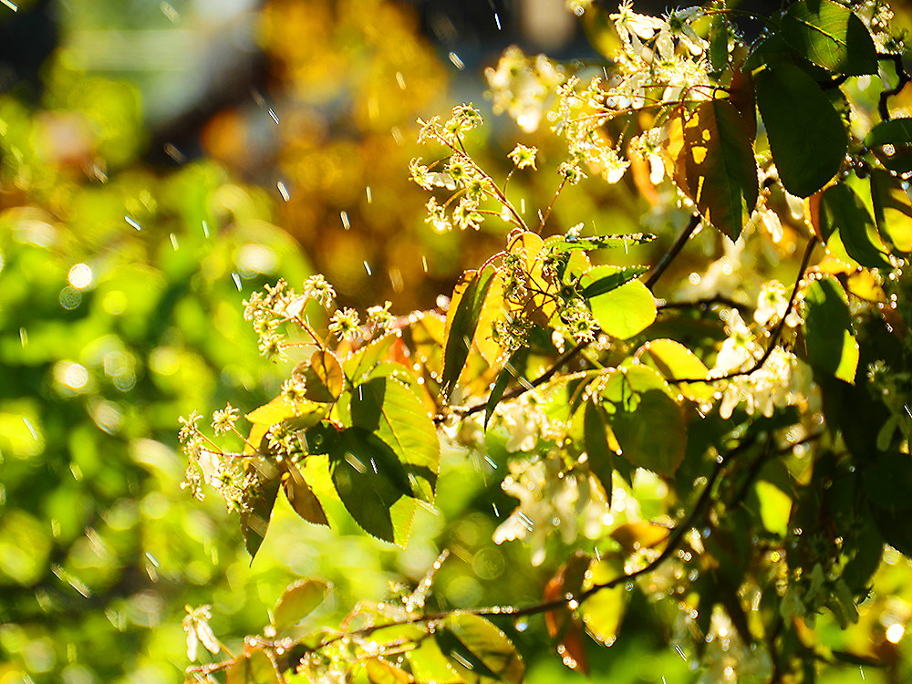 zur &Uuml;bersicht Wassertropfen 4