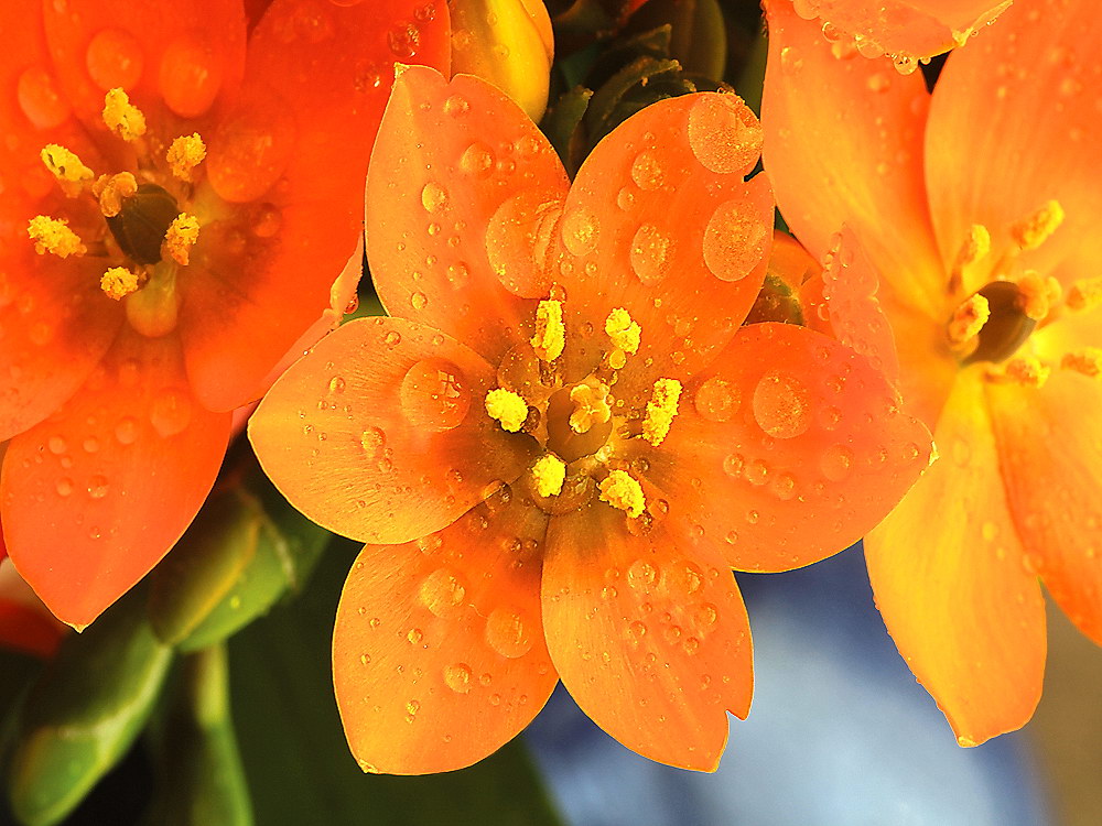 zur &Uuml;bersicht Wassertropfen 4