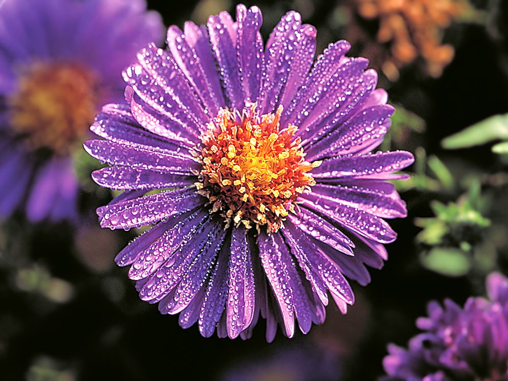 zur &Uuml;bersicht Wassertropfen 4