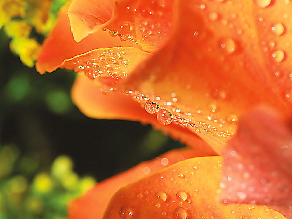 zur &Uuml;bersicht Wassertropfen 4