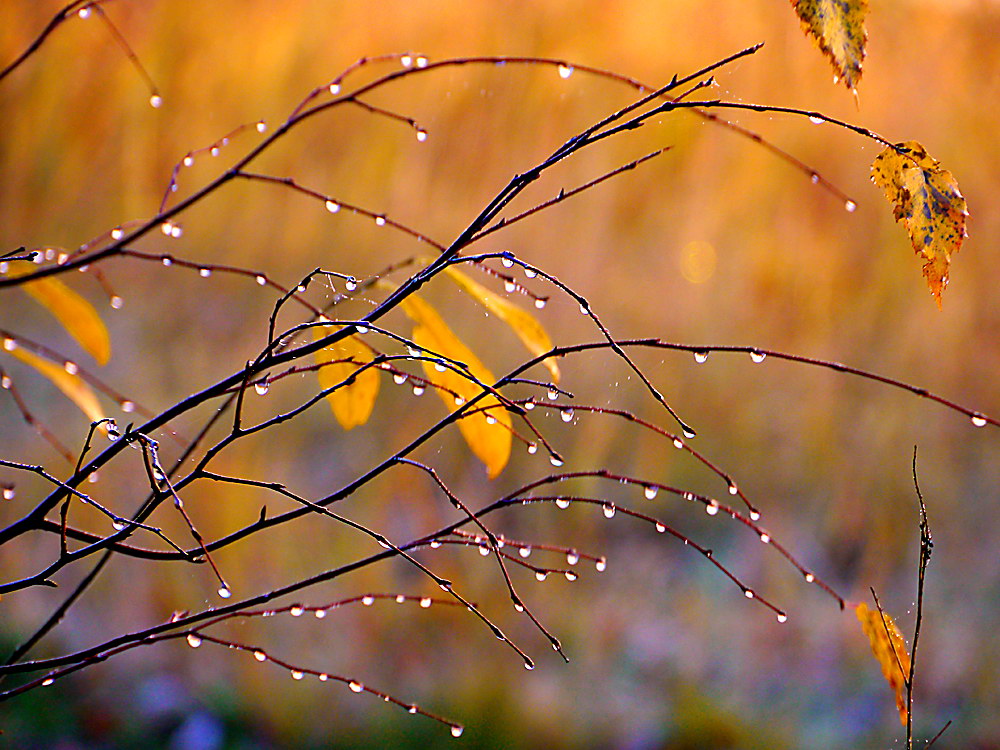zur &Uuml;bersicht Wassertropfen 5