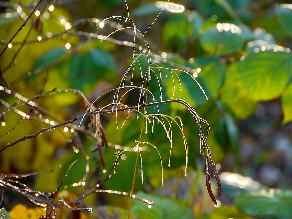 zur &Uuml;bersicht Wassertropfen 5