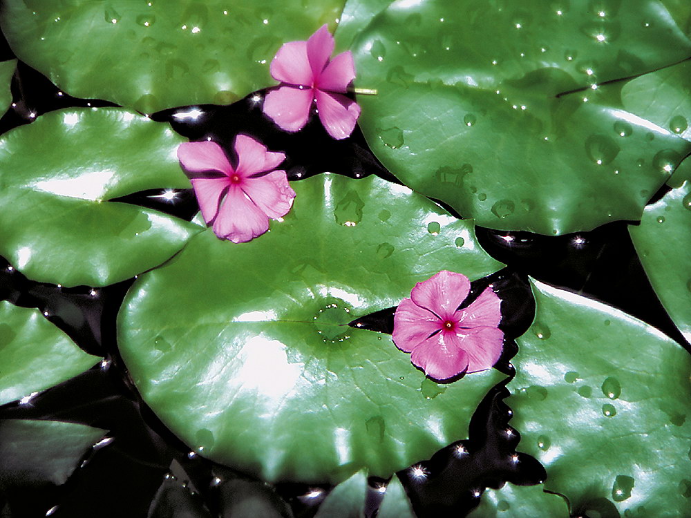 zur &Uuml;bersicht Wassertropfen 6
