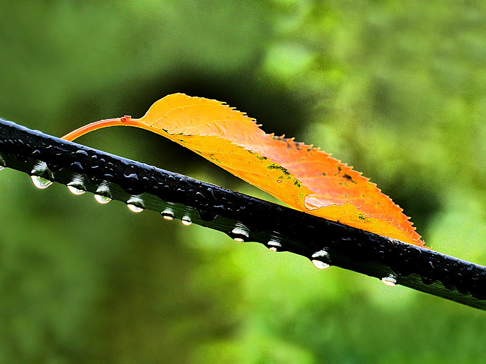 zur &Uuml;bersicht Wassertropfen 8