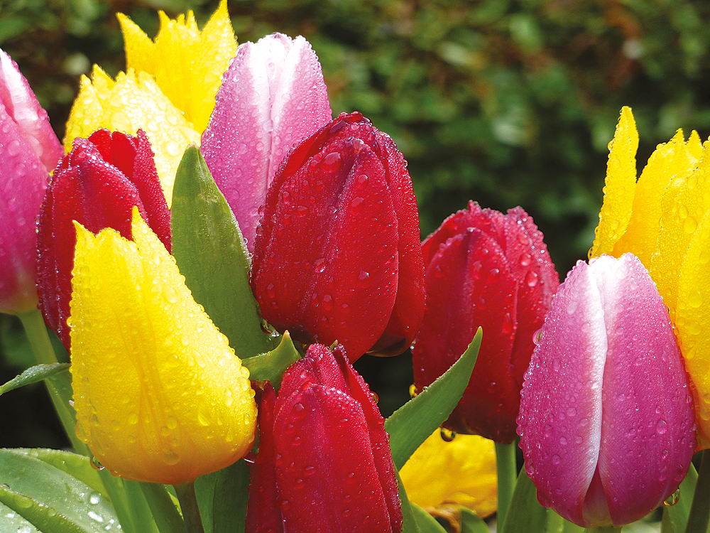 zur &Uuml;bersicht Wassertropfen 8