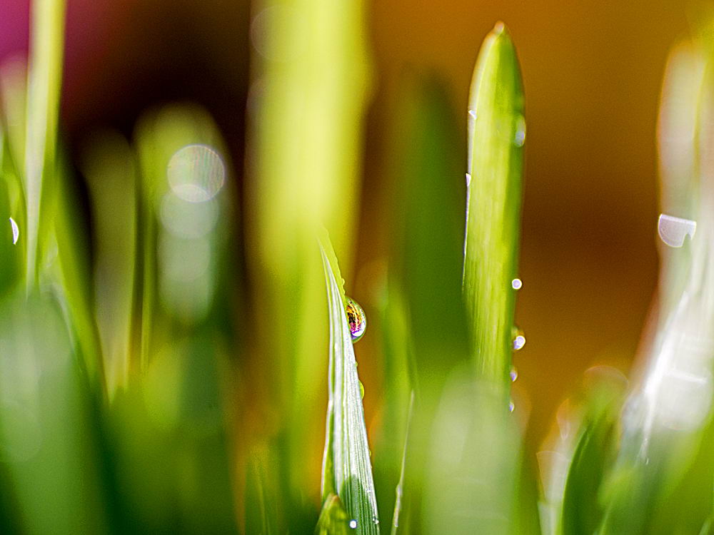 zur &Uuml;bersicht Wassertropfen 8