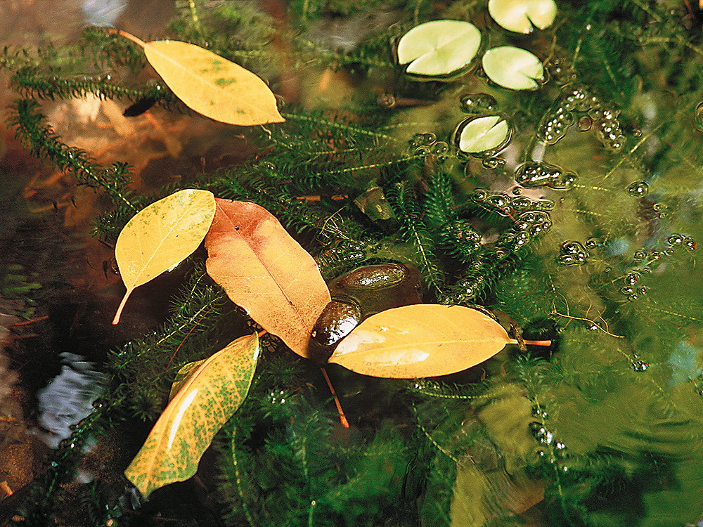 zur &Uuml;bersicht Wasser 13