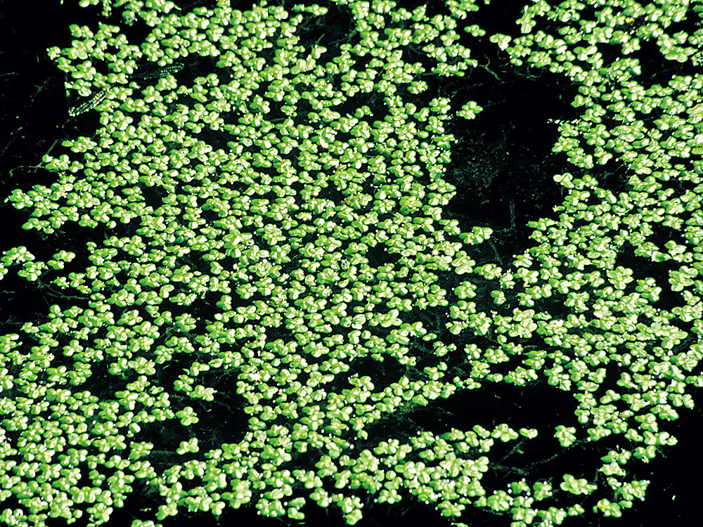 zur &Uuml;bersicht Wasser 13